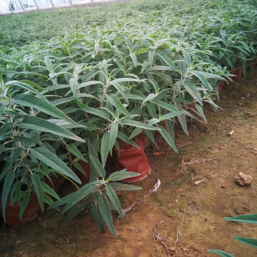 青州市墨西哥鼠尾草