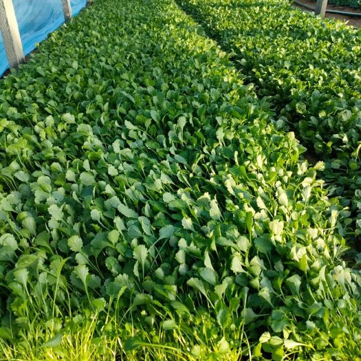 青州市大滨菊，西洋滨菊，营养杯苗。