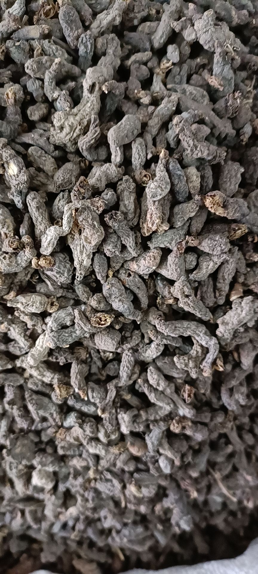天葵子，千年老鼠屎，紫背天葵 ，10公斤以上包邮 。
