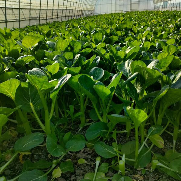 精品菜心寻求食堂，加工厂，长期合作江浙沪，价好商量