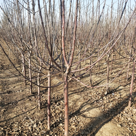 卢龙县寒富苹果树苗  4公分苹果树品种寒富苹果树型漂亮当年挂果树