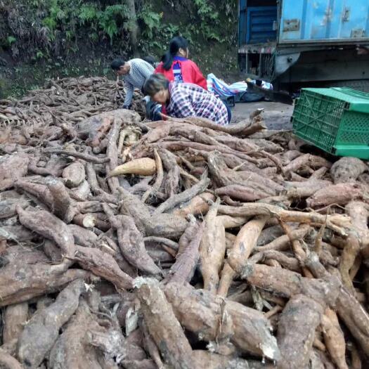 绵阳野生葛根   葛根藤
