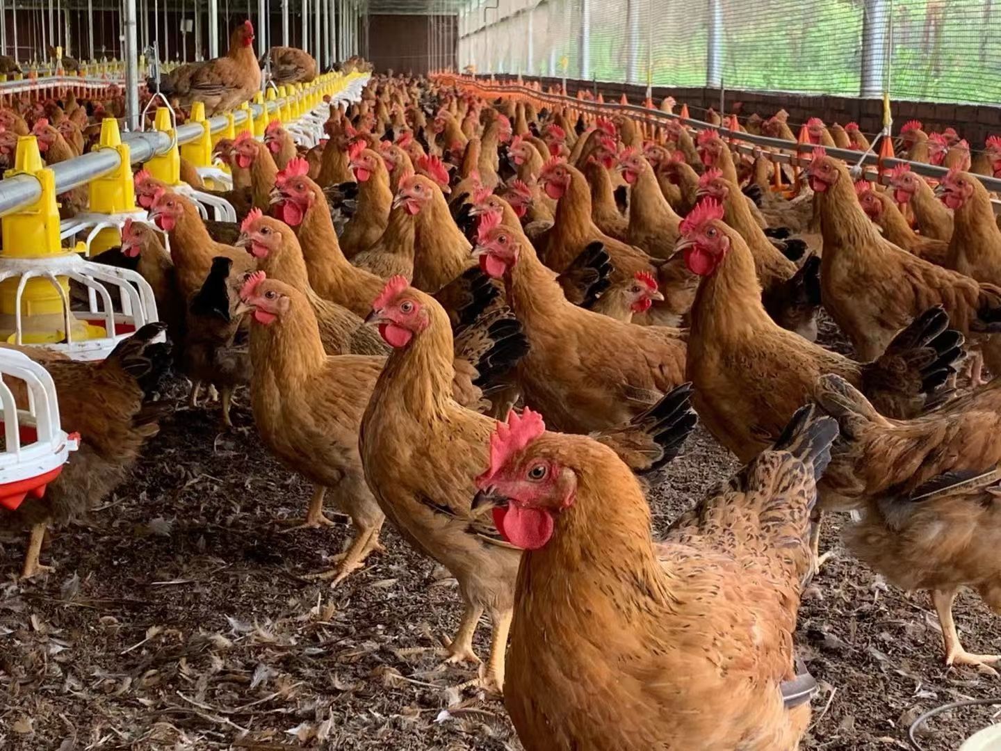 土鸡苗  厂家直销灵山土鸡脱温苗架子鸡青年鸡半斤八两一斤都有