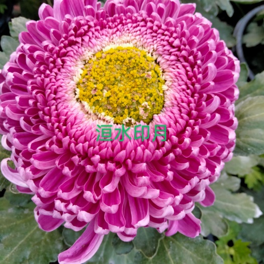 海宁市观赏菊花苗