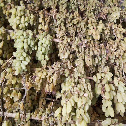 哈密无核葡萄干 新疆维吾尔自治区哈密市伊州区 12-18个月