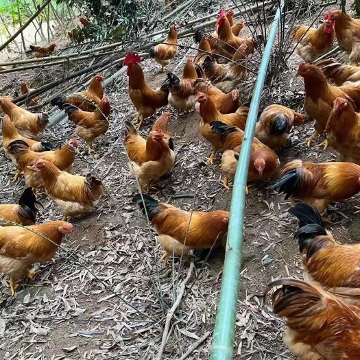 衡南县三黄鸡苗  黄土鸡公苗三黄鸡公苗小脚黄脚鸡苗质优价廉包出壳疫