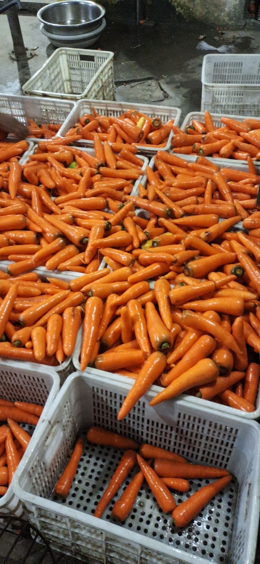 三红胡萝卜 水洗三红胡罗卜