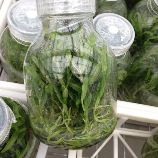 杭州石斛种苗  红杆软脚抗冻品质铁皮石斛，铁皮石斛瓶苗，基地直发，品质保证