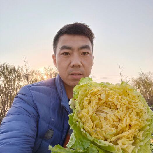 灌云县黄心大白菜 灌云黄兴白菜
