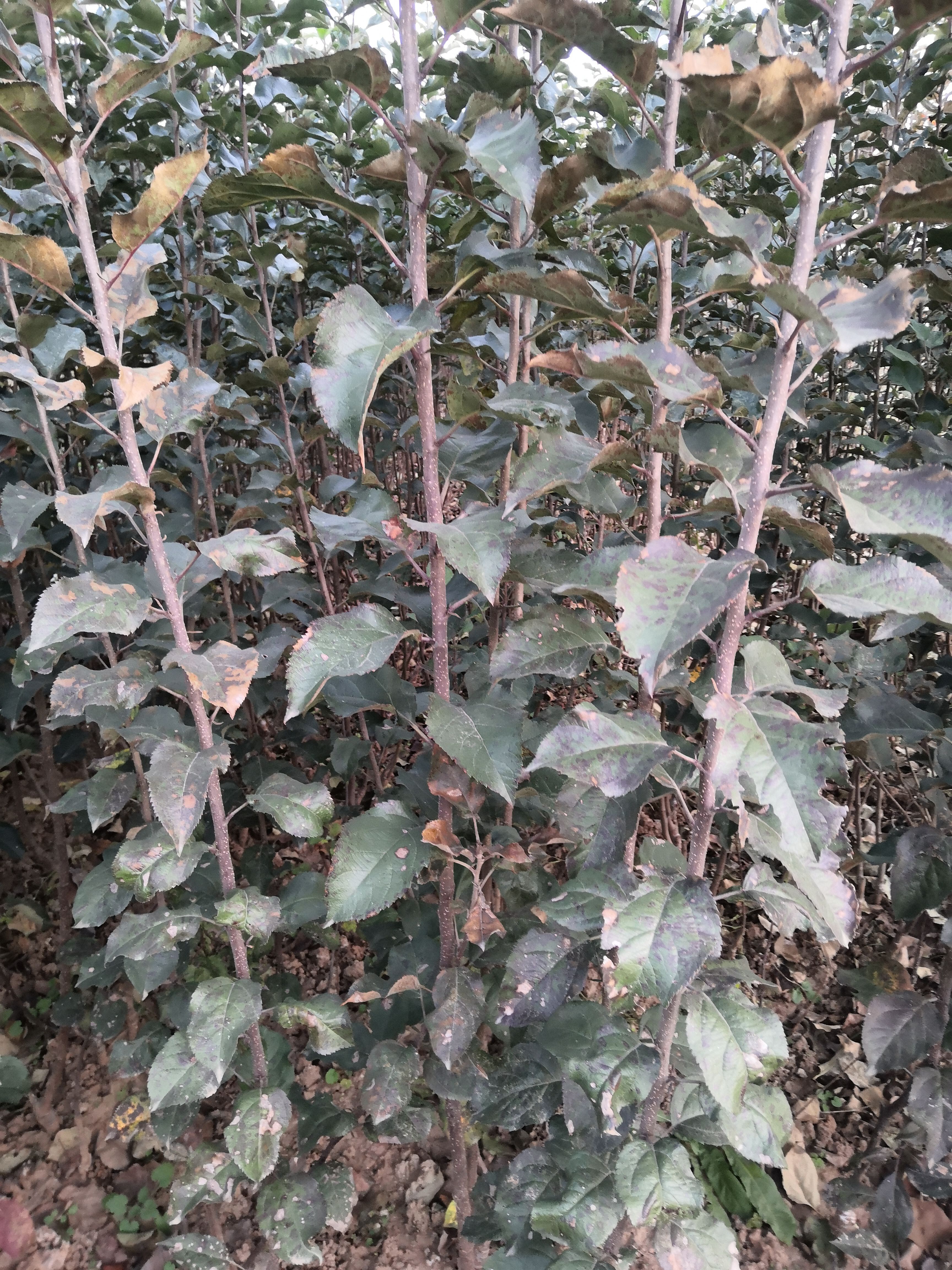 一次嫁接乔化苹果苗，二次嫁接矮化富士苹果苗