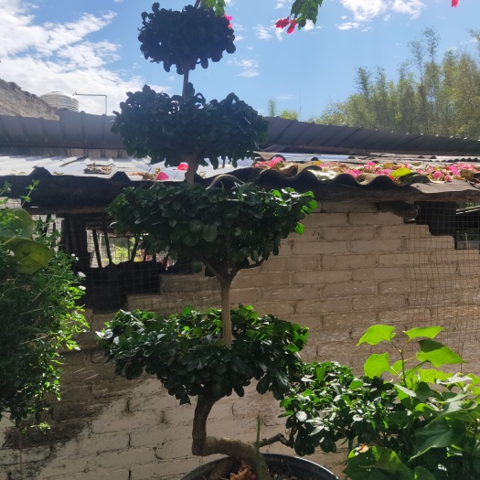 平南县金钱树盆栽 福建茶，三角榕