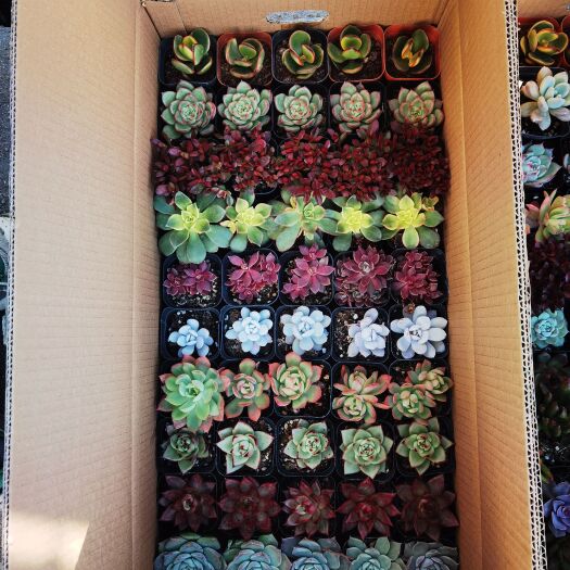 青州市红宝石多肉  拼箱便宜出货啦！