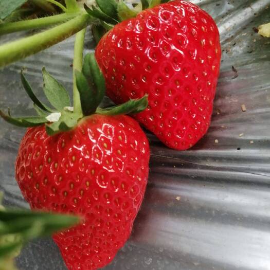宿州红颜草莓