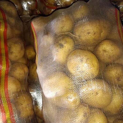 四子王旗 精品内蒙古土豆226  希森