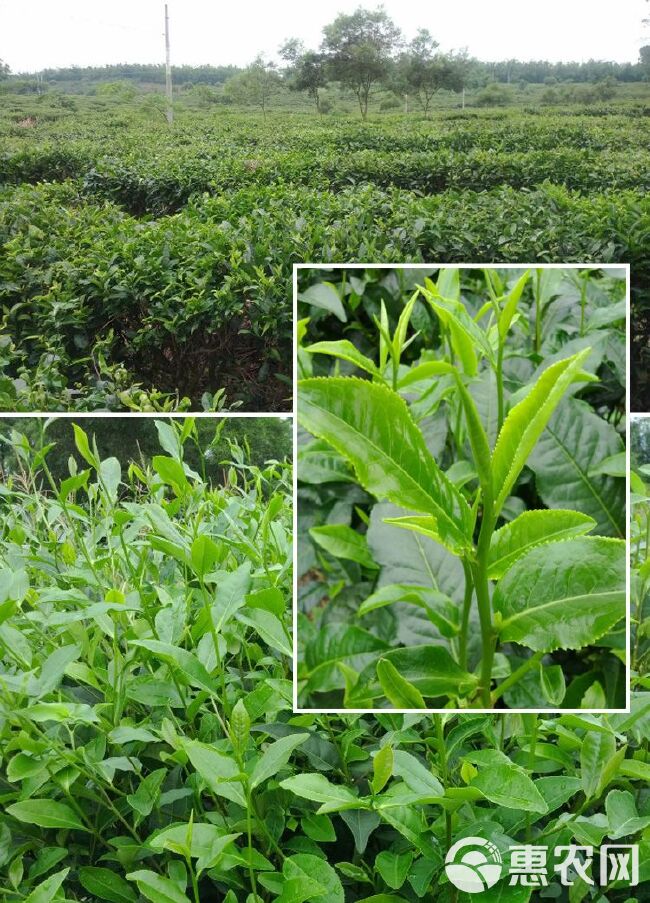 【不打药·支持检测】英德绿茶 英州一号 浓香型高山绿茶早春茶