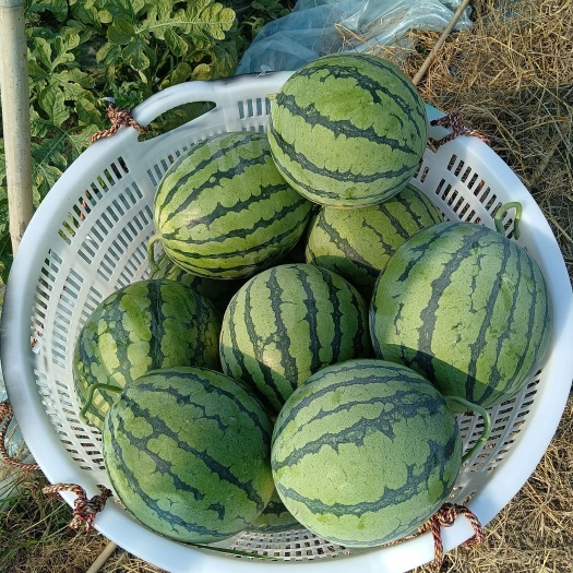 湛江 8424西瓜，美都西瓜，麒麟西瓜