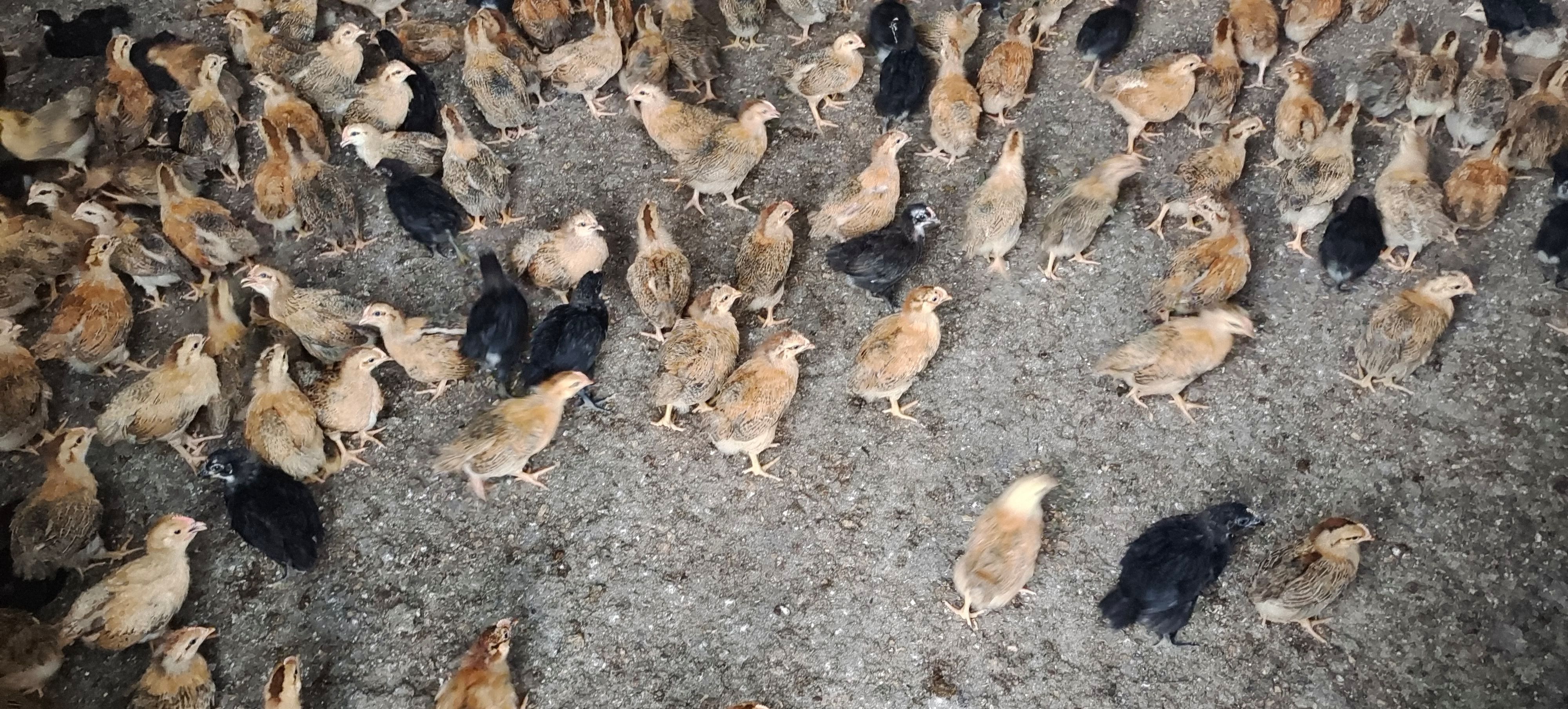土鸡苗  厂家直销灵山土鸡脱温苗架子鸡青年鸡半斤八两一斤都有