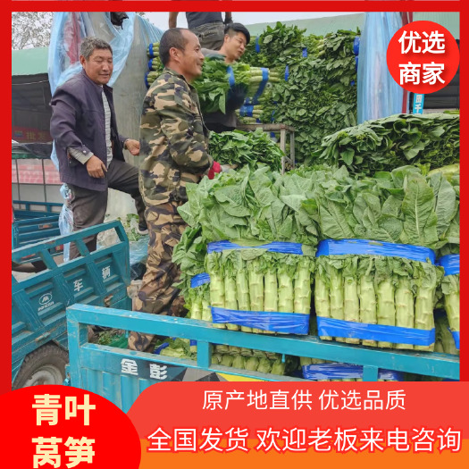 兰陵县青尖叶莴笋  优质红叶莴笋，三清莴笋，大量上市，全国发货