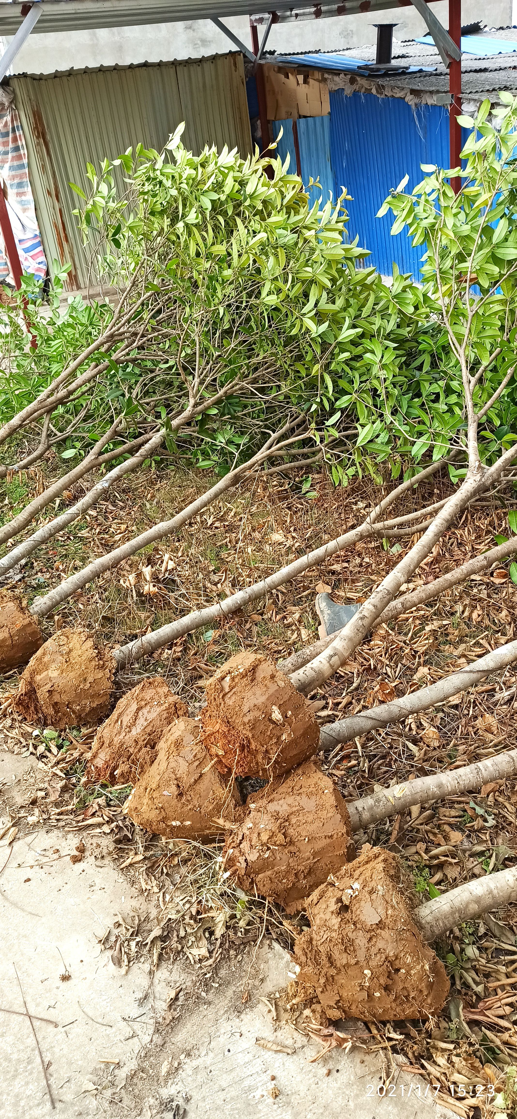 八月桂  桂花树金桂丹桂嫁接桂花2-20公分成活率高