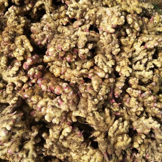 盘州市二黄小黄姜  味美辛辣  香味浓郁