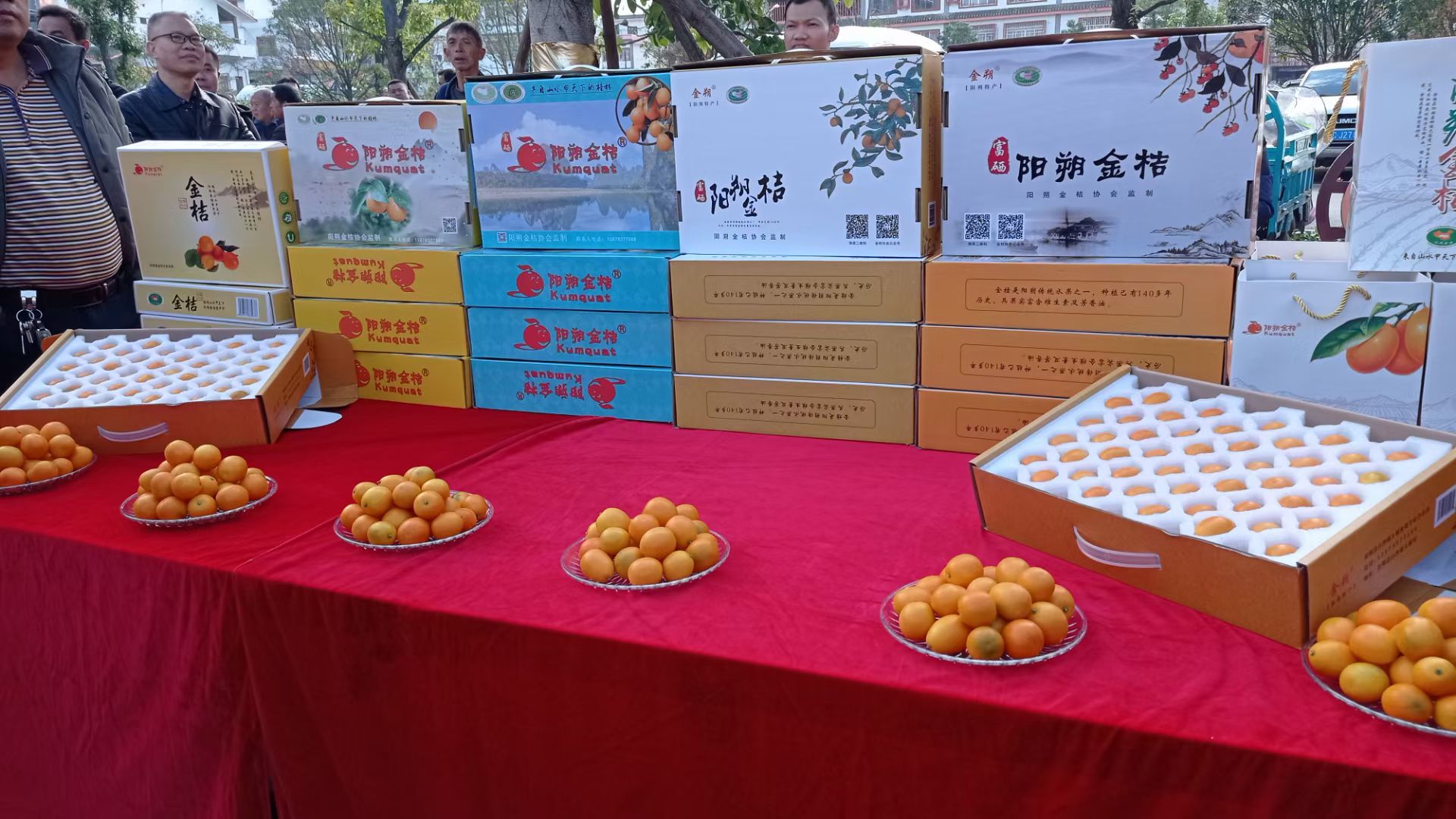 油皮金桔 广西金桔桂林金桔阳朔金桔产地代办