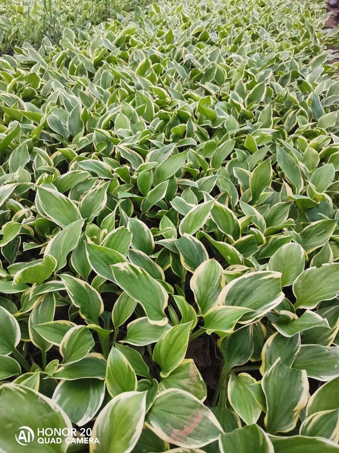 玉簪花 金边玉簪 花叶玉簪 白花玉簪 青叶玉簪