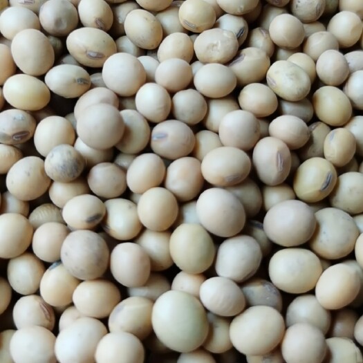 新沂市黄大豆 美湾乌拉圭毛粮净粮