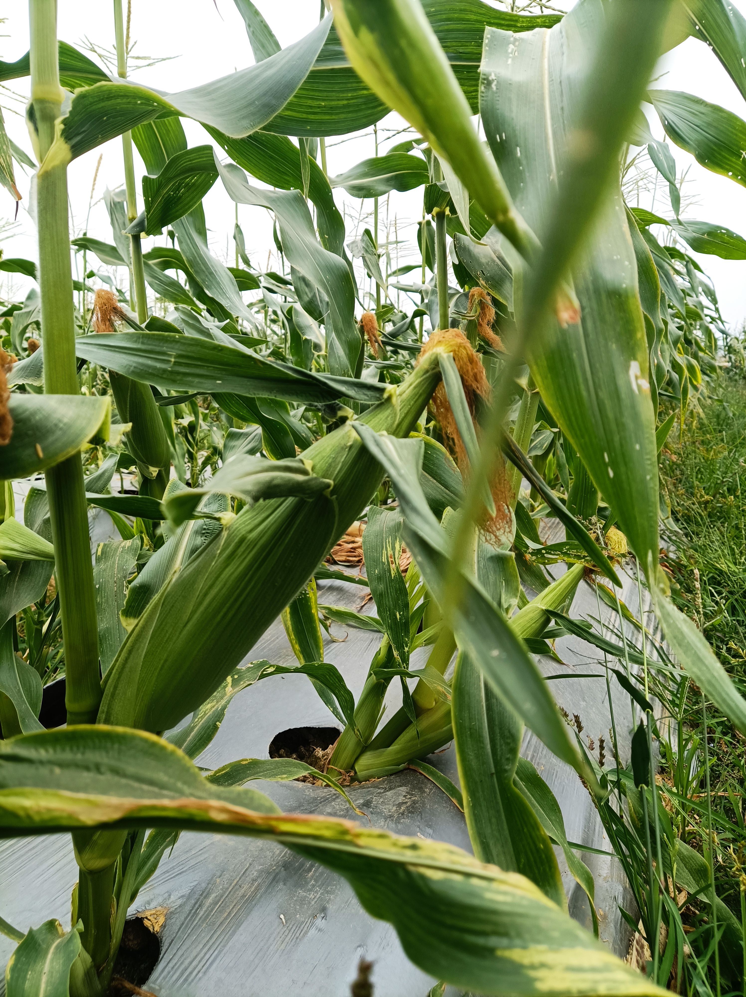 水果玉米 牛奶爆浆玉米-产地直供