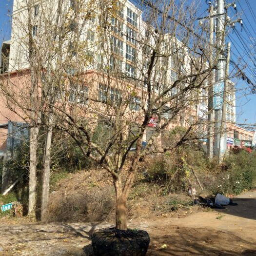 唐河县大青皮石榴树苗 大量现货供应石榴树15-20公分
