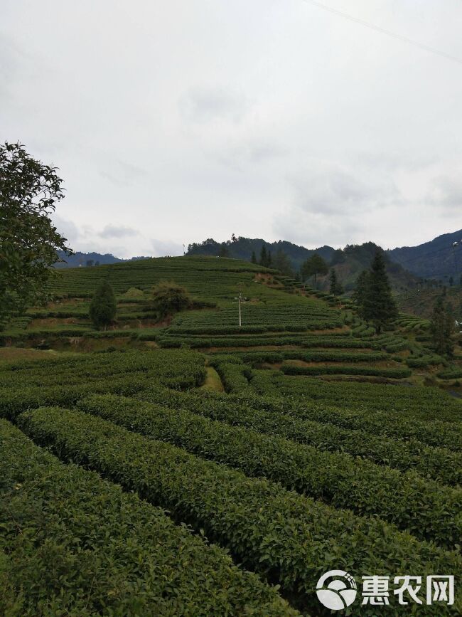 【不打药·支持检测】英德绿茶 英州一号 浓香型高山绿茶早春茶