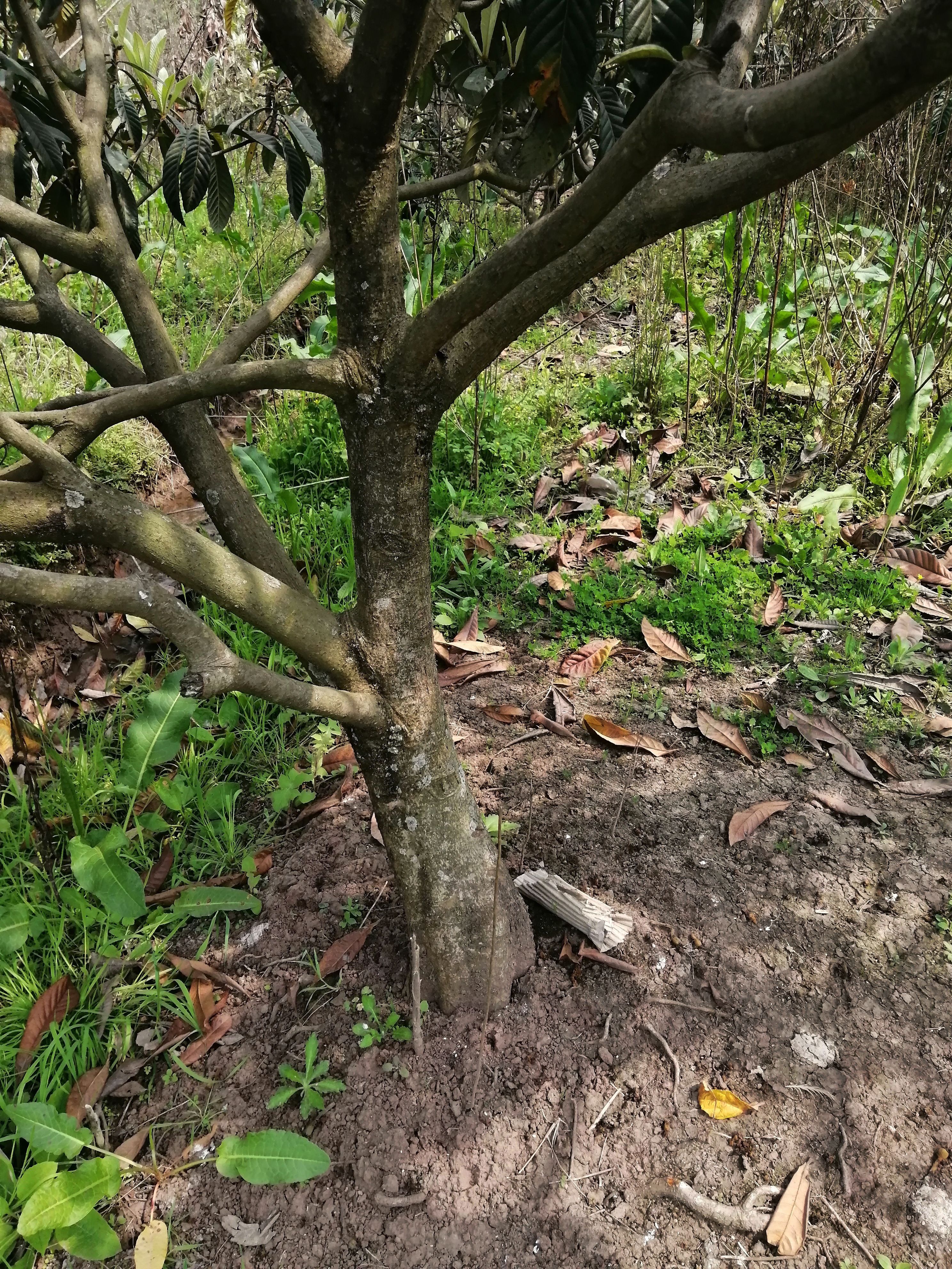 枇杷树苗  枇杷树（苗）大五星枇杷