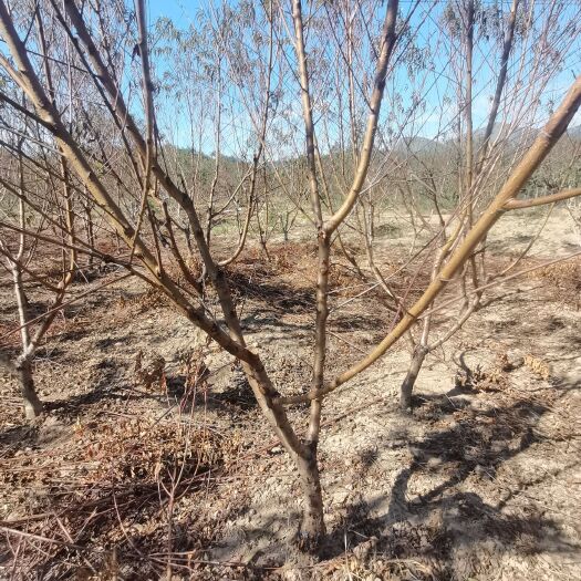连平县鹰嘴蜜桃苗 3年生6-8公分鹰嘴桃树