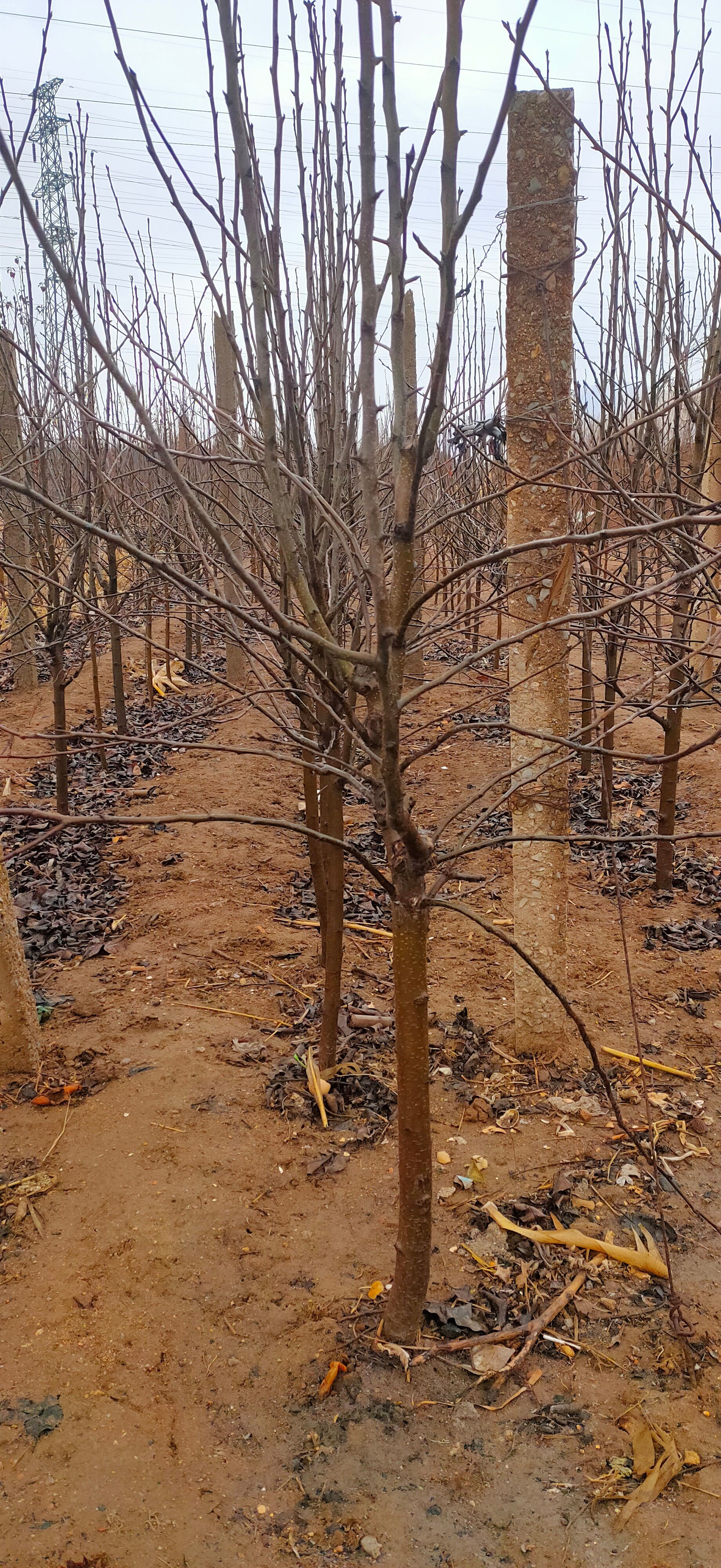 酥梨苗 3-5公分梨树自家苗圃