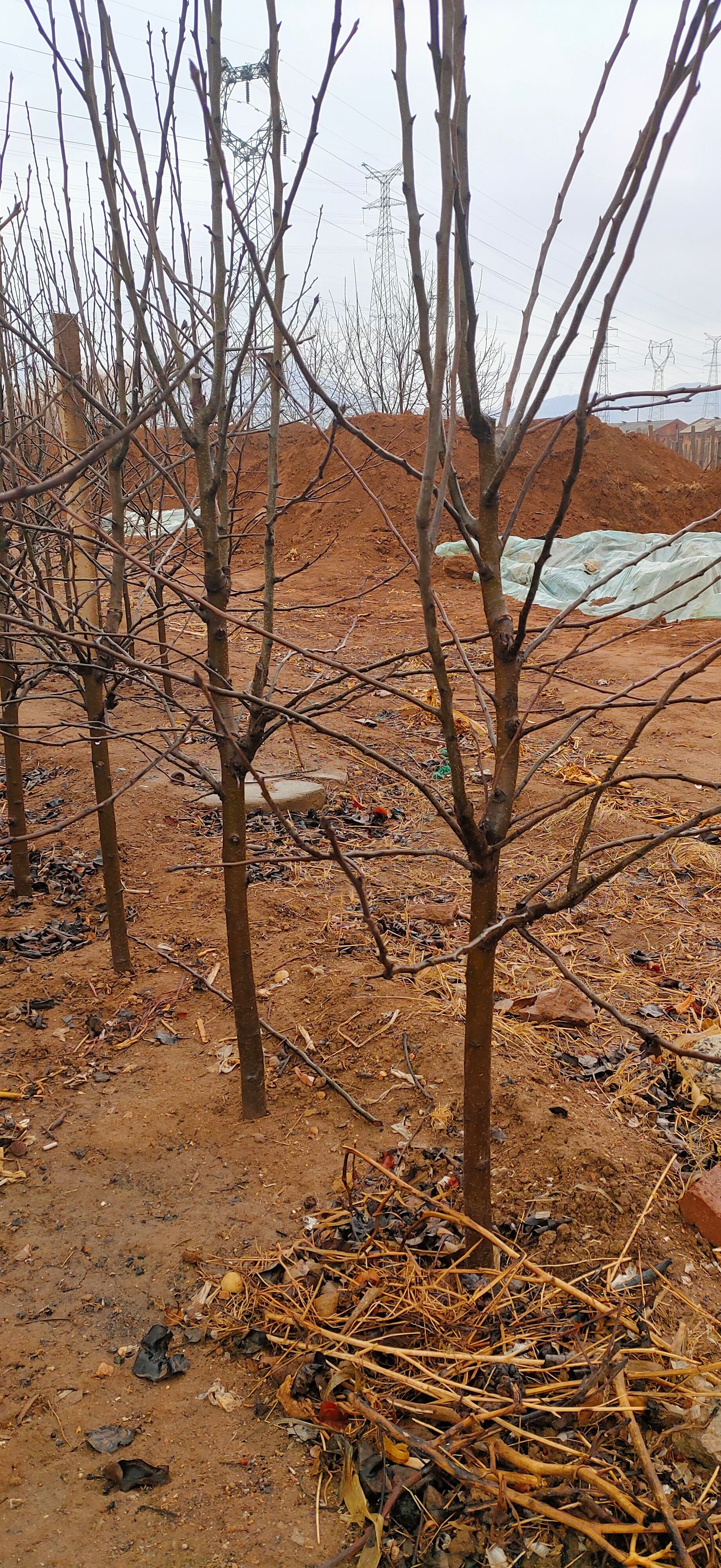 酥梨苗 3-5公分梨树自家苗圃