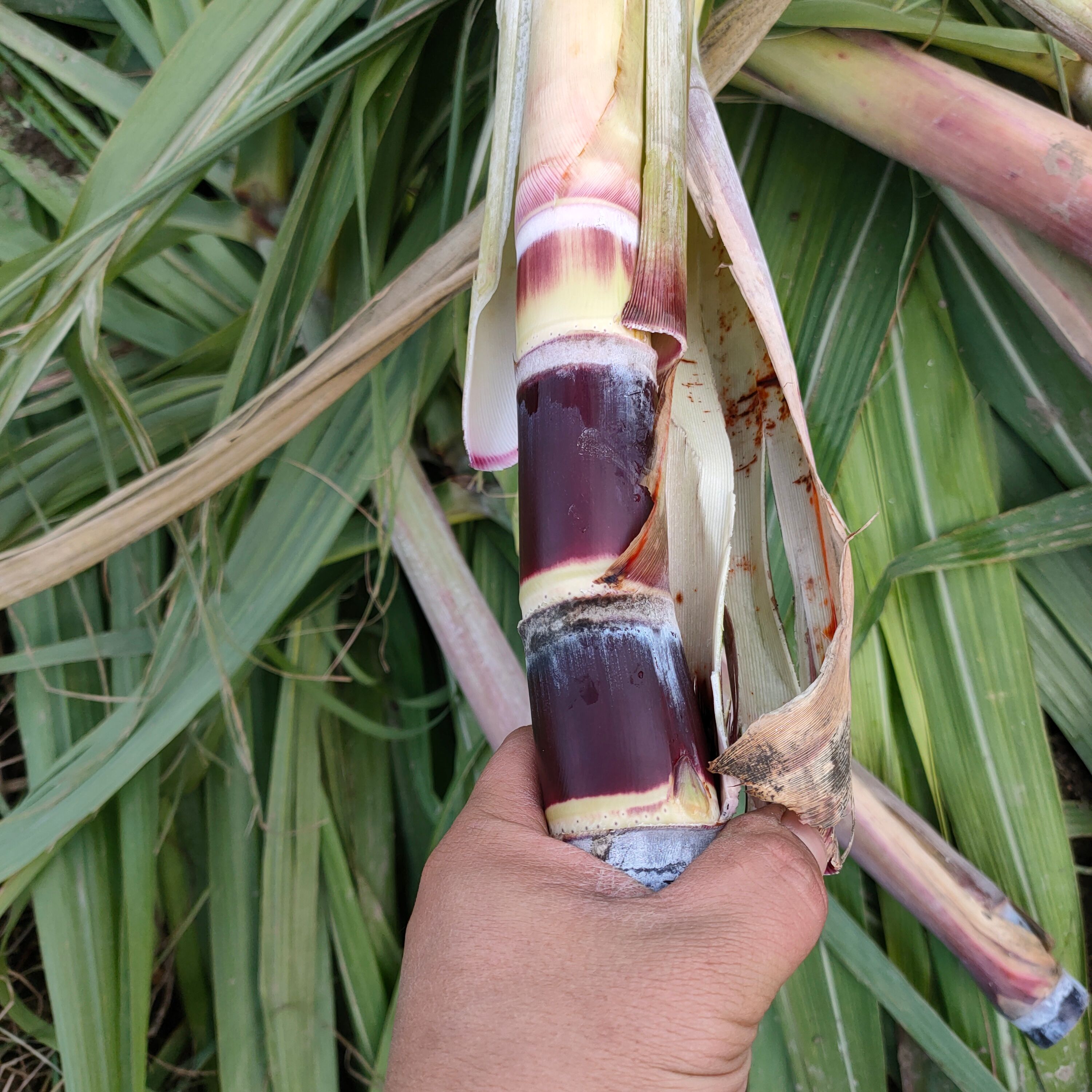 甘蔗种子  甘蔗种苗  甘蔗种苗  甘蔗种苗  广西黑皮甘蔗