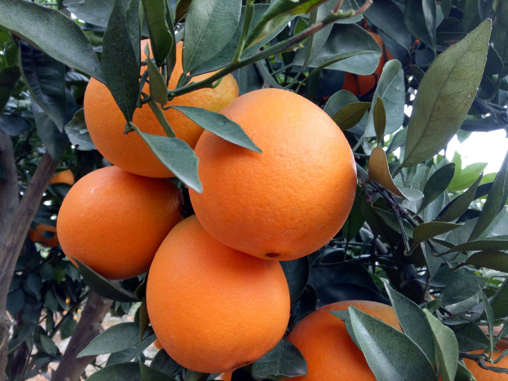  石门纽荷尔脐橙