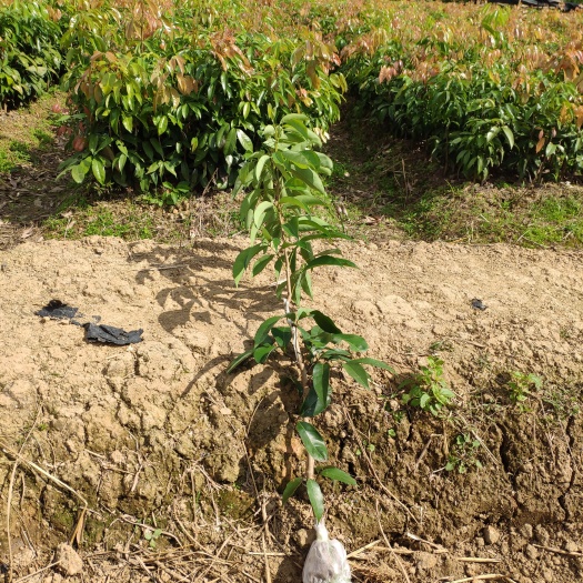 灵山县越洲红荔枝苗