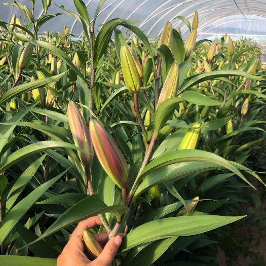 百合鲜切花 斗南花市百合鲜花批发云南呈贡百合花鲜花束非仿真花