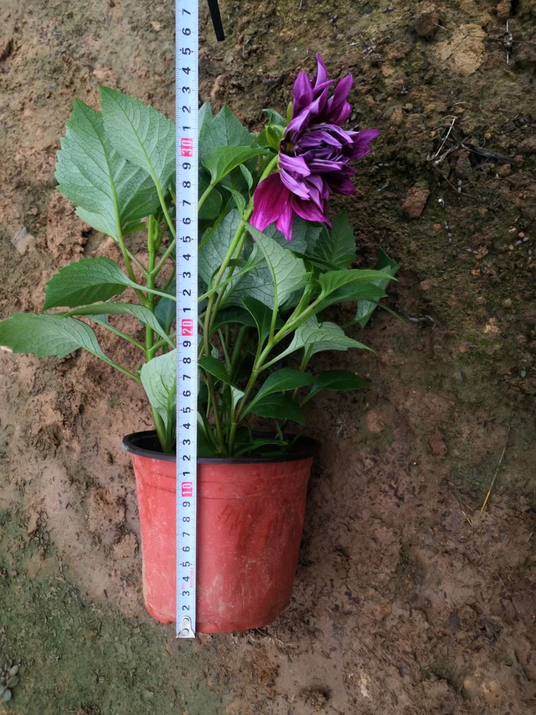 大丽花 小丽花