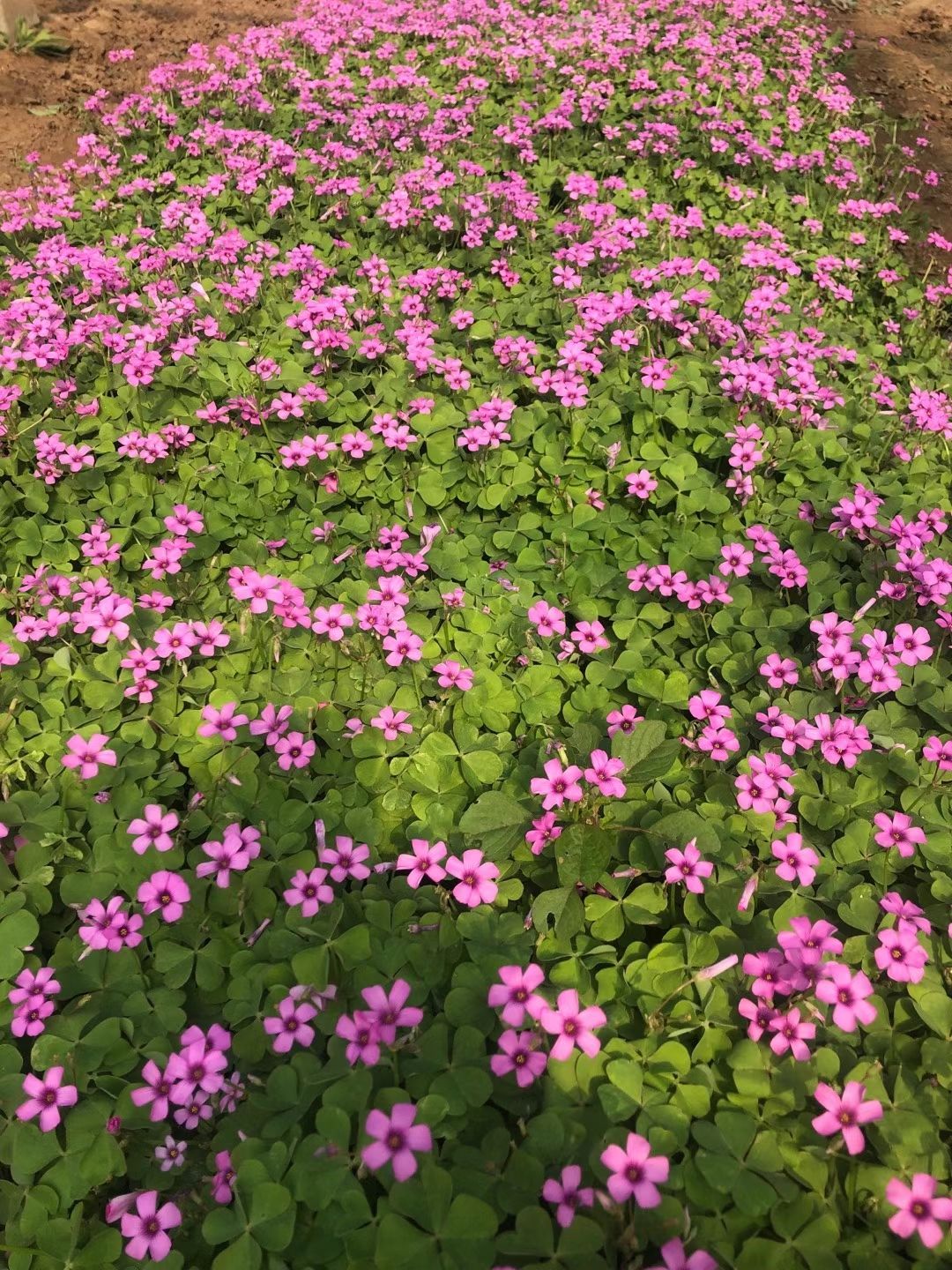 红花酢浆草苗木 青州产地直发 草坪地被植物