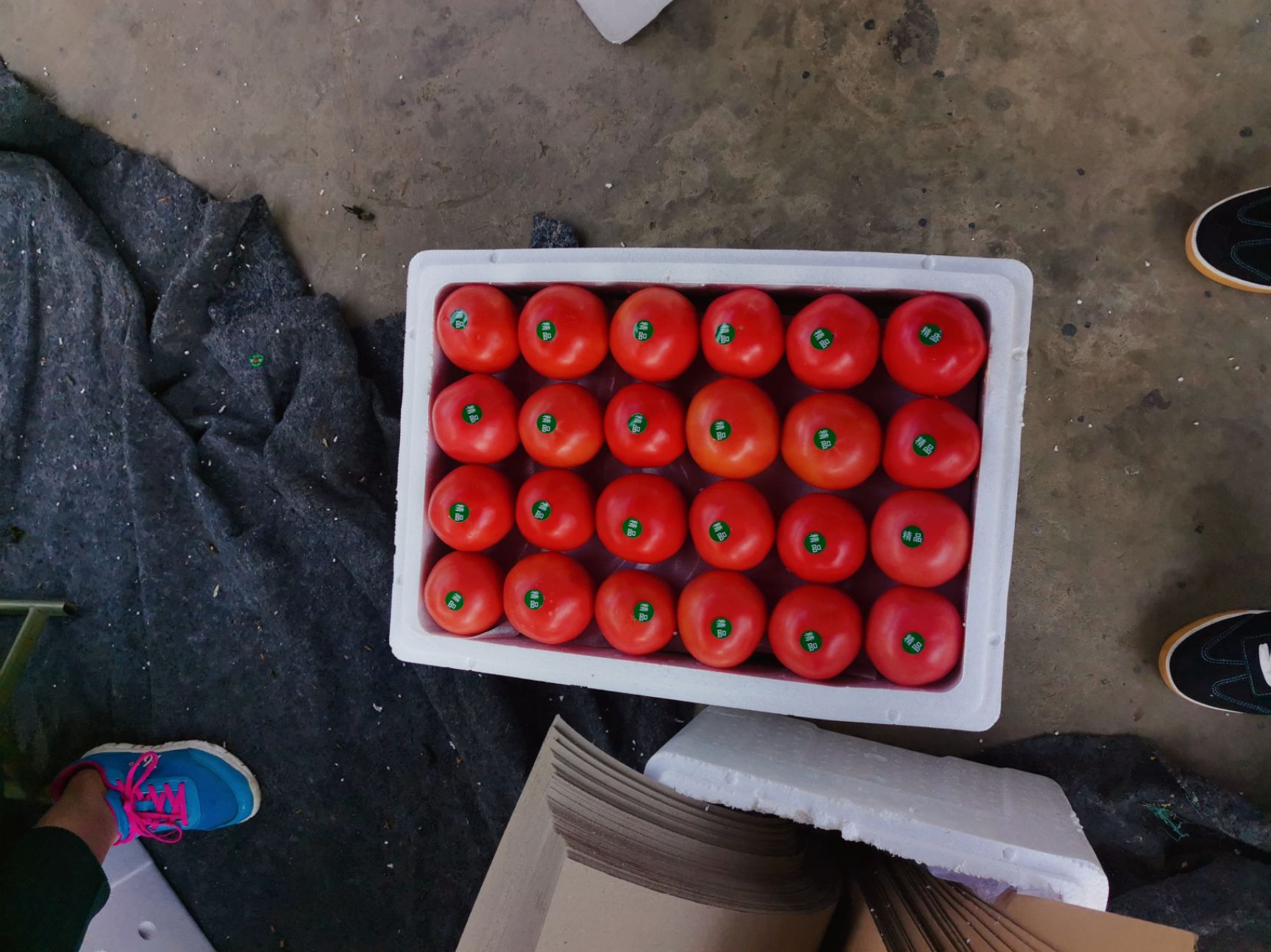 米易西红柿  10年西红柿供应链 整车代办  电商一件代发