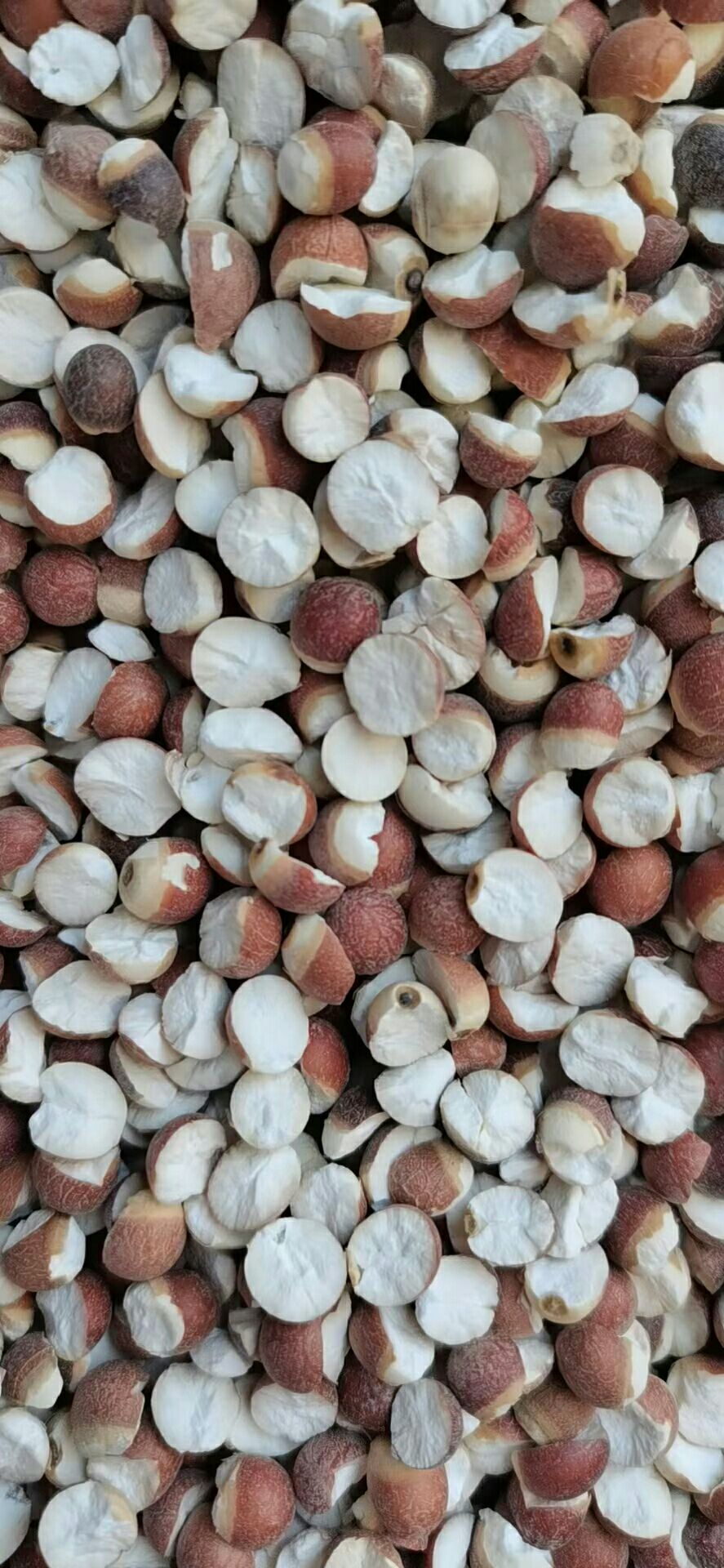 批发【芡实】广东芡实整件批发色泽漂亮一手货源直批大量现货