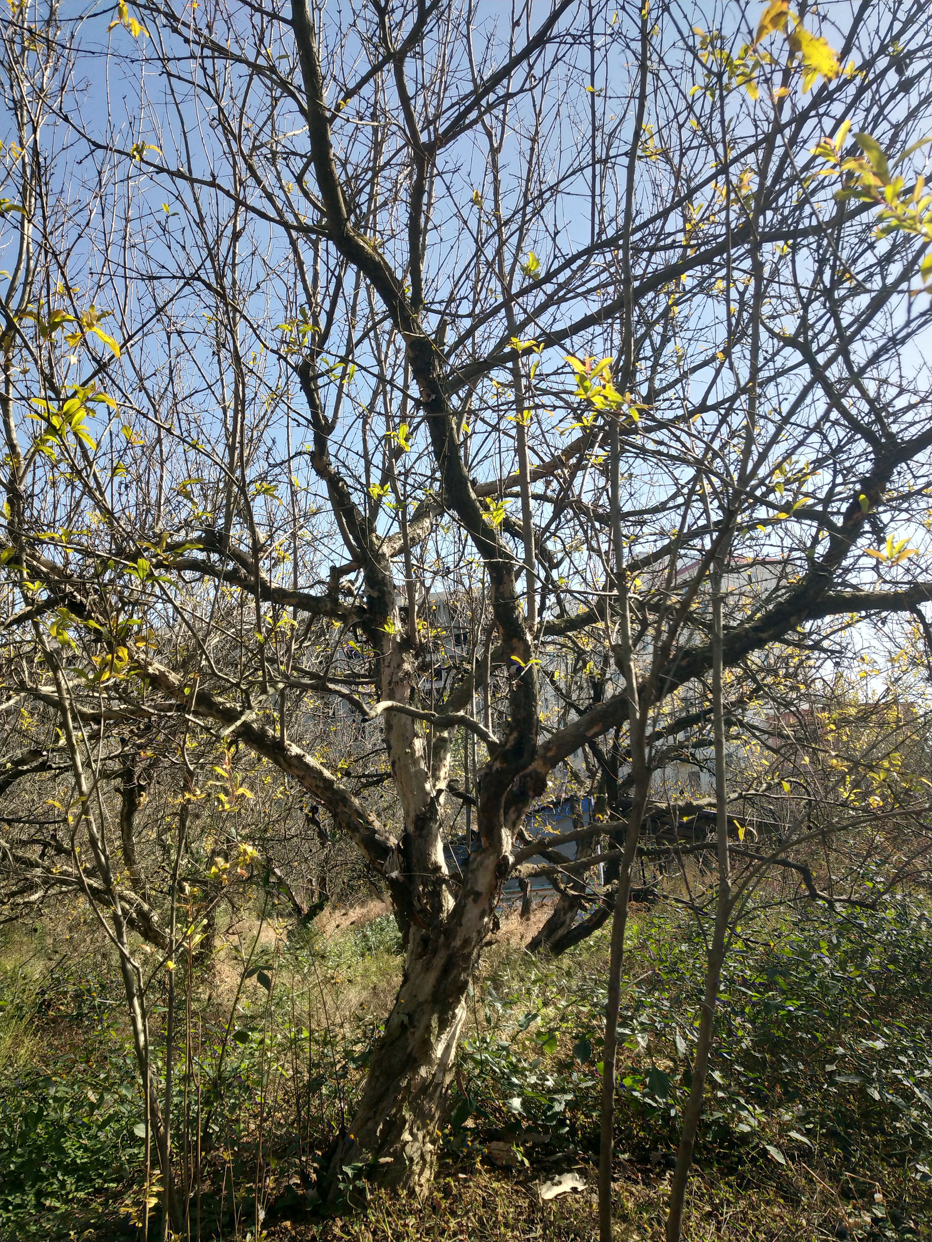 大青皮石榴树苗 大量现货供应石榴树15-20公分