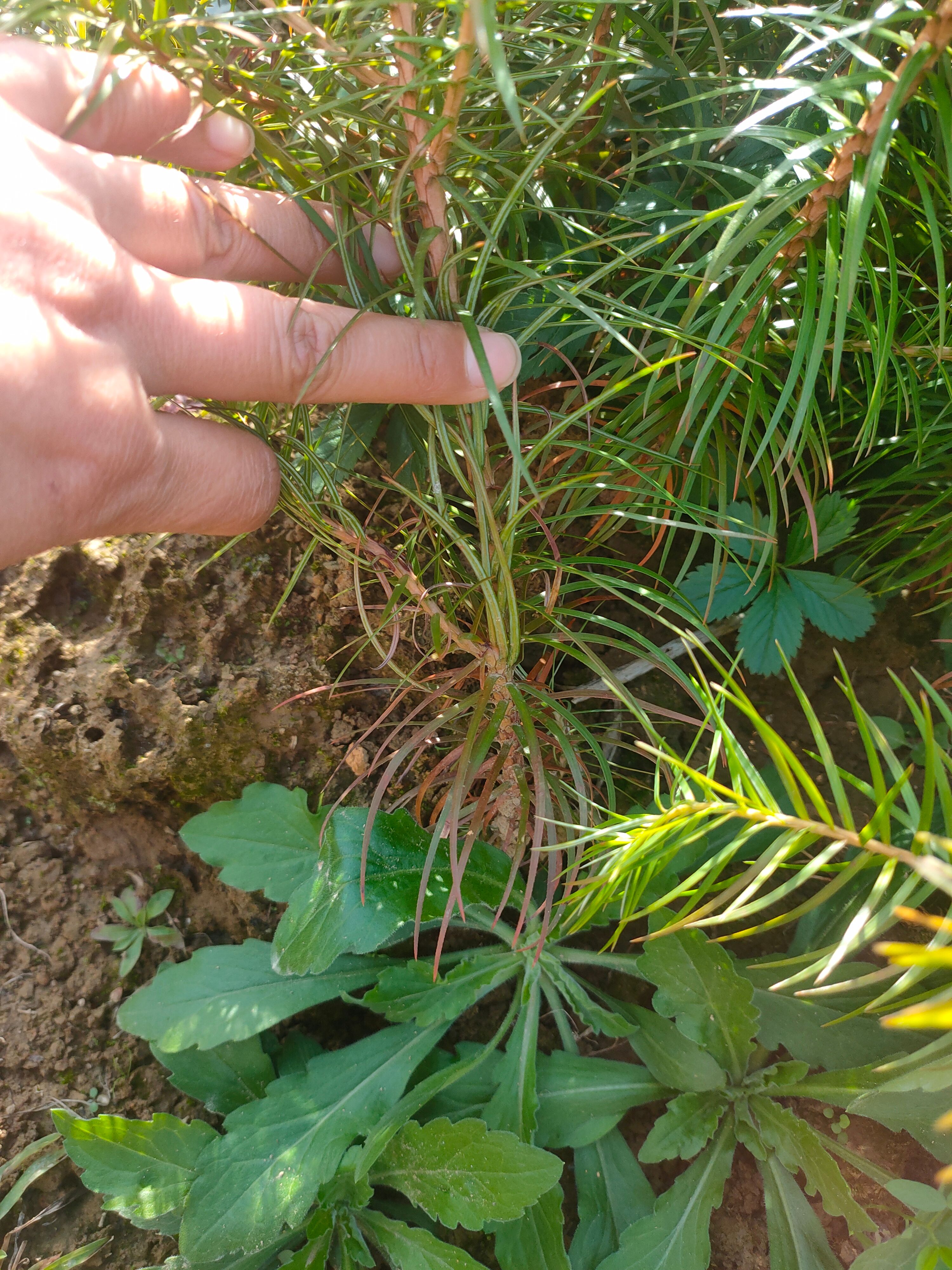 杉木树苗  自家苗圃种植的杉木小苗，一年生，根系发达成活率高