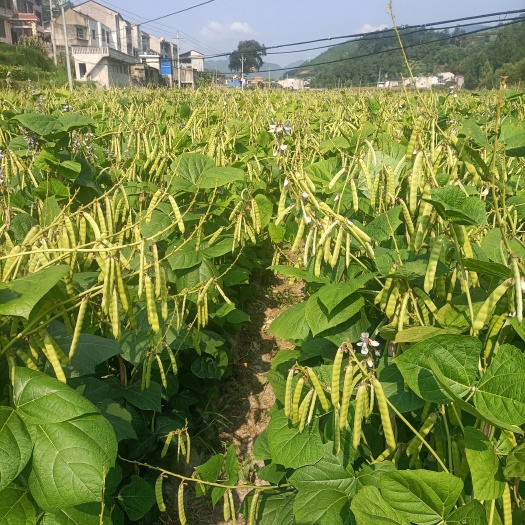余庆县凉薯种子