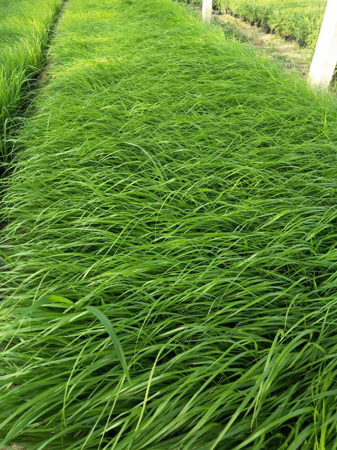 狼尾草  紫穗尾草  紫穗狗尾草  紫穗观赏草 尾草