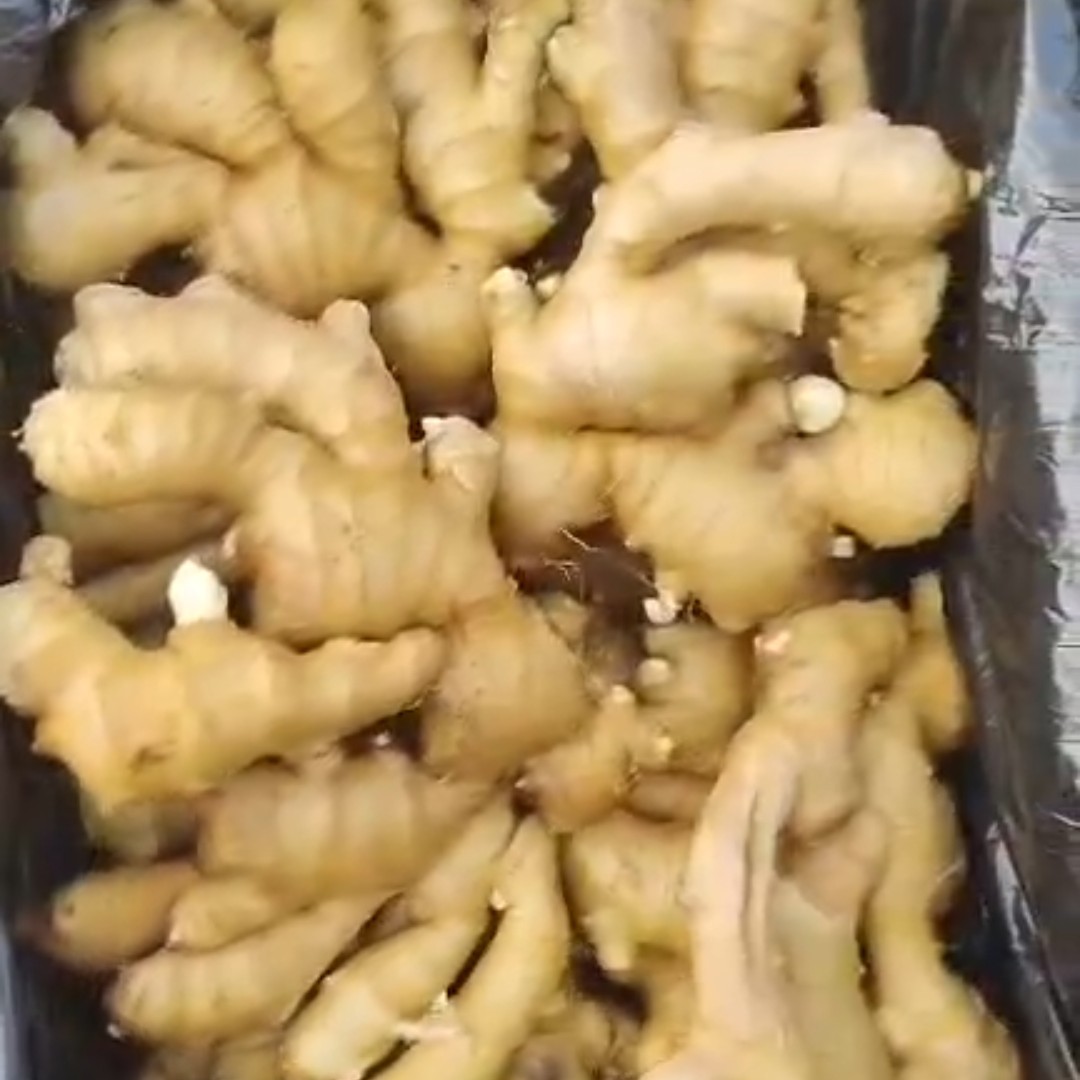 产地直供生姜 老姜 鲜姜