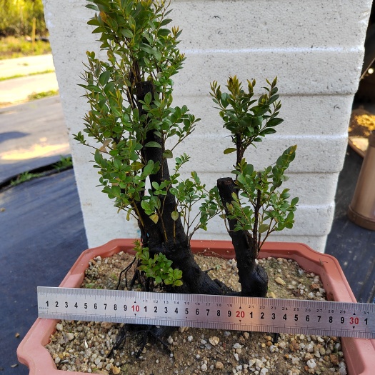 台山市小叶紫檀盆栽 台山红芽小叶紫檀，黑骨茶，百年精灵，檀木镇宅，