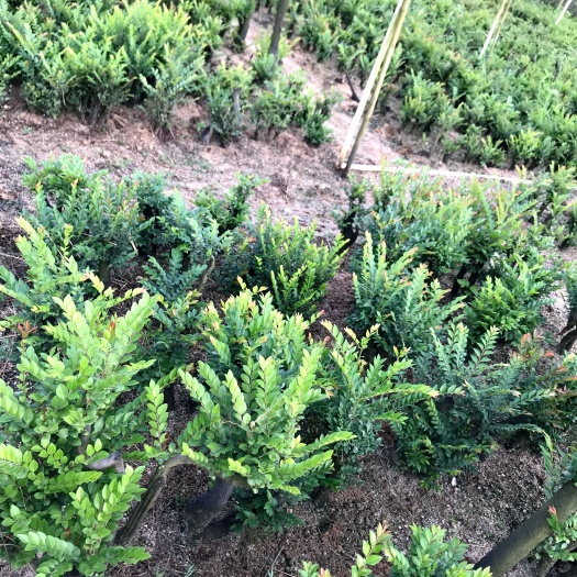 台山市小叶紫檀盆栽 台山红芽小叶紫檀，黑骨茶，百年精灵，檀木镇宅，