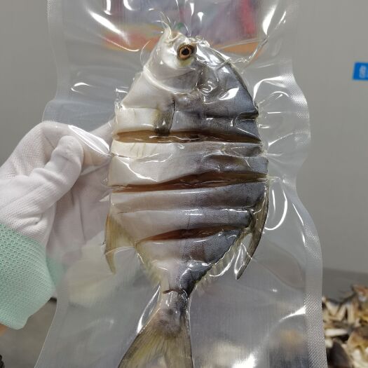 阳江金昌鱼干 阳江海陵岛 产地工厂直供金鲳鱼干海鲜干货金枪鱼金仓鱼咸鱼批发